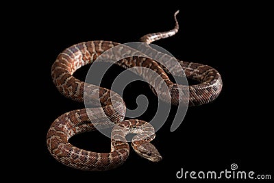 Hispaniolan boa, Chilabothrus or epicrates Stock Photo