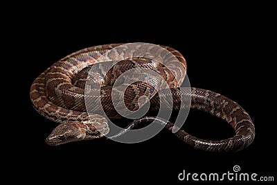 Hispaniolan boa, Chilabothrus or epicrates Stock Photo