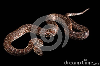 Hispaniolan boa, Chilabothrus or epicrates Stock Photo