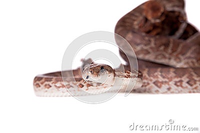 Hispaniolan boa on white background Stock Photo