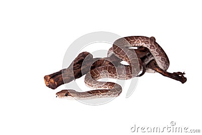 Hispaniolan boa on white background Stock Photo