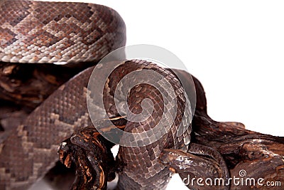 Hispaniolan boa on white background Stock Photo