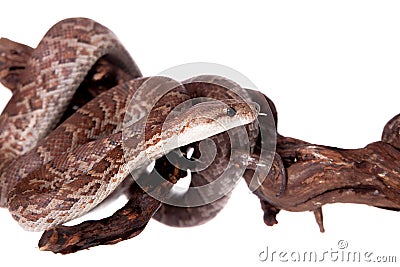 Hispaniolan boa on white background Stock Photo