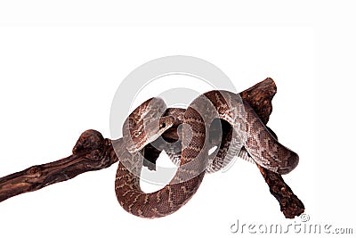 Hispaniolan boa on white background Stock Photo