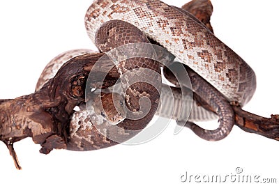 Hispaniolan boa on white background Stock Photo