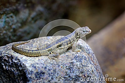 Hispaniolan curlytail lizard, leiocephalus schreibersii, sitting on the stone in the nature habit. Reptile in the rock mountain Stock Photo