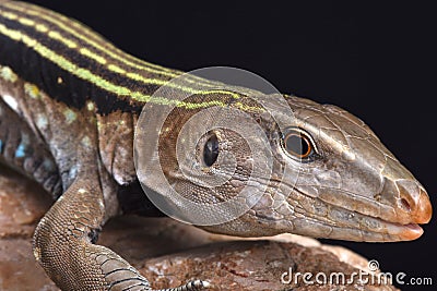 Hispaniolan giant ameiva (Ameiva Chrysolaema) Stock Photo