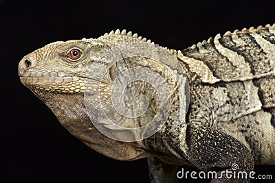 Hispaniolan ground iguana Cyclura ricordi Stock Photo