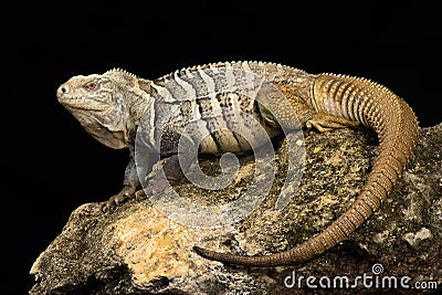 Hispaniolan ground iguana Cyclura ricordi Stock Photo