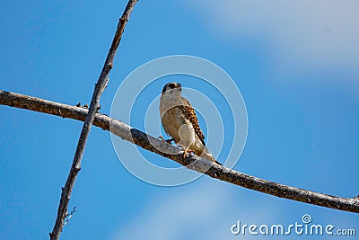 Hispaniolan Kestrel perched at the intersection of two branches, against blue sky Stock Photo