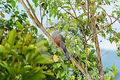 Hispaniolan lizard cuckoo perched on the trunk of a tree surrounded by green leaf cover Stock Photo