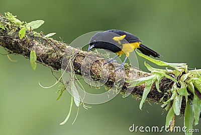 Hispaniolan Oriole - Icterus dominicensis Stock Photo