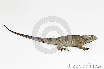 Hispaniolan Rhinoceros Iguana lizard Cyclura cornuta cornuta isolated on white background Stock Photo