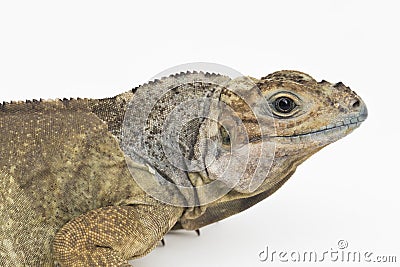 Hispaniolan Rhinoceros Iguana lizard Cyclura cornuta cornuta isolated on white background Stock Photo