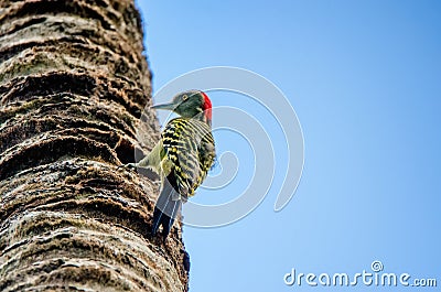 Hispaniolan Woodpecker or Melanerpes striatus on palm stem close Stock Photo