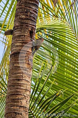 Hispaniolan Woodpecker Melanerpes striatus Stock Photo