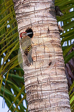 Hispaniolan Woodpecker Melanerpes striatus Stock Photo
