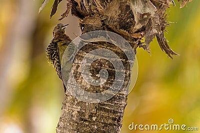 Hispaniolan Woodpecker Melanerpes striatus Stock Photo