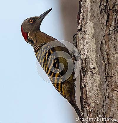 Hispaniolan Woodpecker on a palm stem Stock Photo