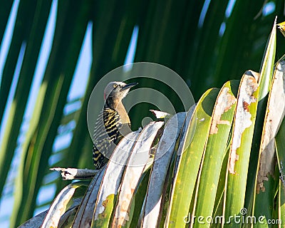 Hispaniolan Woodpecker in a palm tree Stock Photo