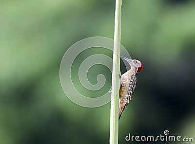 Hispaniolaspecht, Hispaniolan Woodpecker, Melanerpes striatus Stock Photo