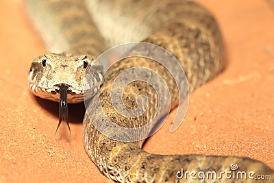 Rough-scaled death adder Stock Photo