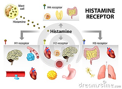 Histamine receptor Vector Illustration