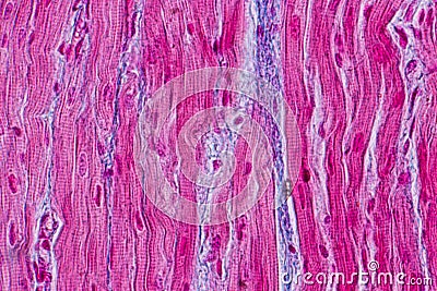 Histological sample Heart muscle Tissue under the microscope. Stock Photo
