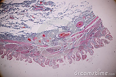 Histological sample Simple columnar epithelium Tissue under the microscope. Stock Photo