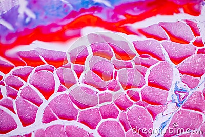 Histological sample Striated Skeletal muscle of mammal Tissue under the microscope. Stock Photo