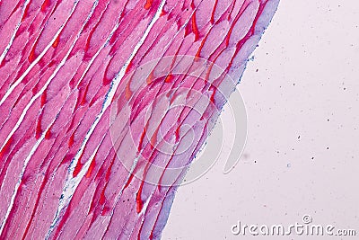 Histological sample Striated Skeletal muscle of mammal Tissue under the microscope. Stock Photo