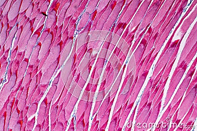 Histological sample Striated Skeletal muscle of mammal Tissue under the microscope. Stock Photo