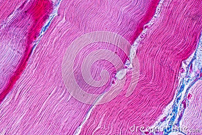 Histological sample Striated Skeletal muscle of mammal Tissue under the microscope. Stock Photo