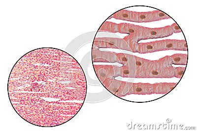 Histological structure of heart muscle Cartoon Illustration