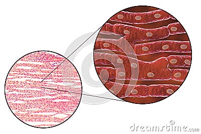 Histological structure of heart muscle Cartoon Illustration