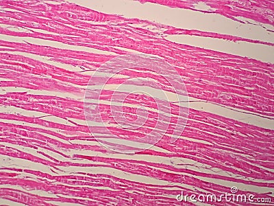 Histology of cardiac muscle Stock Photo