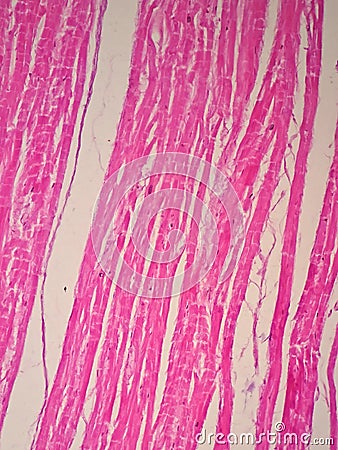 Histology of cardiac muscle Stock Photo