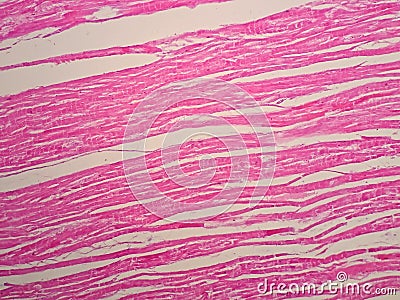 Histology of cardiac muscle Stock Photo