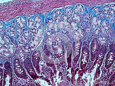 Histology of Collagen Stock Photo