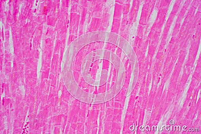 Histology of human cardiac muscle under microscope view for education Stock Photo