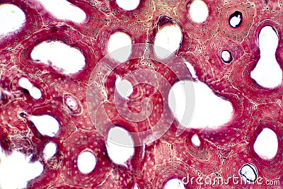 Histology of human compact bone tissue under microscope view for education Stock Photo