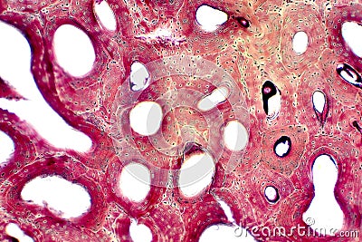 Histology of human compact bone tissue under microscope view for education Stock Photo