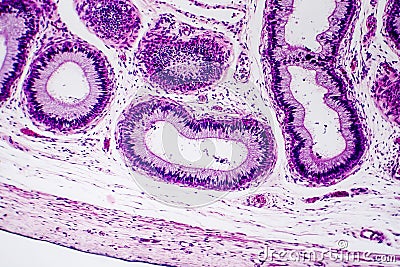 Histology of human epididymis tissue Stock Photo