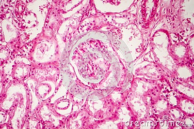 Histology of human kidney Stock Photo