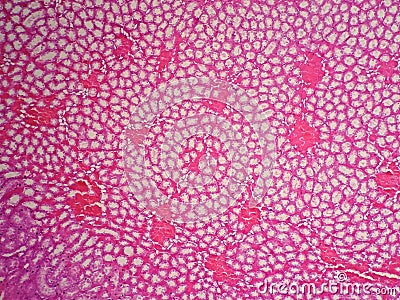 Histology of human kidney Stock Photo