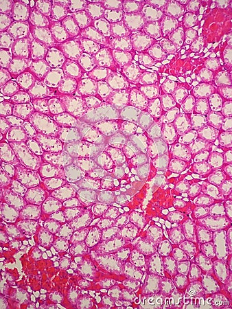 Histology of human kidney Stock Photo