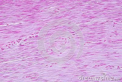 Histology of human smooth muscle under microscope view for education Stock Photo