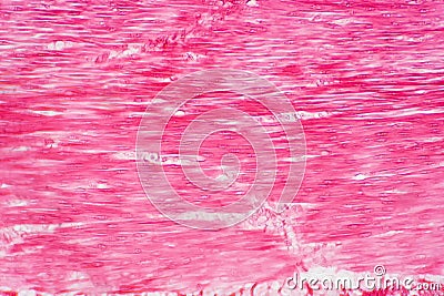 Histology of human smooth muscle under microscope view Stock Photo