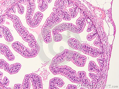 Histology of human tissue Stock Photo