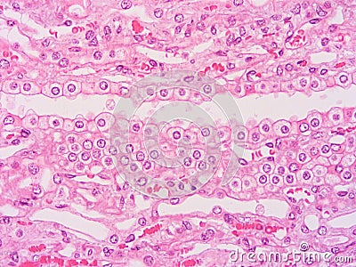 Histology of human tissue Stock Photo